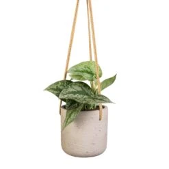 Epipremnum Trebie - Satin Pothos Trebie 23 Epipremnum Trebie - Satin Pothos Trebie -HousePlants Shop Epipremnum Trebie Satin Pothos Trebie 12x15cm Charlie Hanging Plant Pot Grey Washed 15x15cm 8c54b9b2 90db 443a 83dd 0b87564f7253