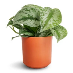 Epipremnum Trebie - Satin Pothos Trebie 21 Epipremnum Trebie - Satin Pothos Trebie -HousePlants Shop Epipremnum Trebie Satin Pothos Trebie 12x15cm Prague Plant Pot Cayenne 13x13cm 097e1d3f fcc8 4363 9e6a d4ce0279c211