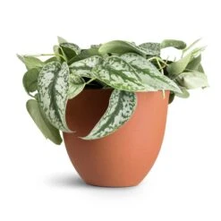 Coral Refined Planter - Canyon Orange -HousePlants Shop Epipremnum Trebie Satin Pothos Trebie 20x45cm Coral Refined Planter Canyon Orange 25x21cm 12f8a464 307f 47dd 83e8 e1f0120dbacc