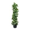 Epipremnum Trebie - Satin Pothos Trebie - Column -HousePlants Shop Epipremnum Trebie Satin Pothos Trebie Column
