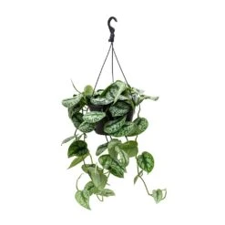 Epipremnum Trebie - Satin Pothos Trebie 16 Epipremnum Trebie - Satin Pothos Trebie -HousePlants Shop Epipremnum Trebie Satin Pothos Trebie Hanging