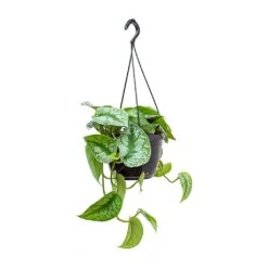Epipremnum Trebie - Satin Pothos Trebie 20 Epipremnum Trebie - Satin Pothos Trebie -HousePlants Shop Epipremnum Trebie Satin Pothos Trebie Hanging Small