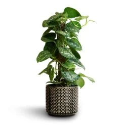 Epipremnum Trebie - Satin Pothos Trebie - Moss Pole -HousePlants Shop Epipremnum Trebie Satin Pothos Trebie Moss Pole 15x60cm Thies Plant Pot Anthracite 19x17cm bd1937de ced7 4de4 b1f0 6a915513b618