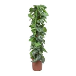 Epipremnum Trebie - Satin Pothos Trebie - Moss Pole -HousePlants Shop Epipremnum Trebie Satin Pothos Trebie Moss Pole
