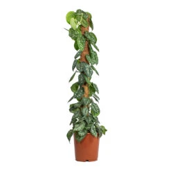 Epipremnum Trebie - Satin Pothos Trebie - Moss Pole -HousePlants Shop Epipremnum Trebie Satin Pothos Trebie Moss Pole 24cm
