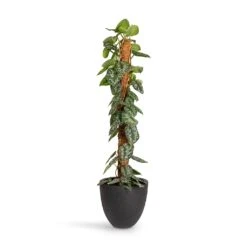 Epipremnum Trebie - Satin Pothos Trebie - Moss Pole -HousePlants Shop Epipremnum Trebie Satin Pothos Trebie Moss Pole 24x120cm Grigio Egg Pot Planter Anthracite Concrete 32x29cm