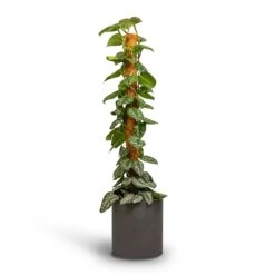 Max Refined Planter - Volcano Black -HousePlants Shop Epipremnum Trebie Satin Pothos Trebie Moss Pole 24x120cm Pot Max Refined Planter Volcano Black 29x29.5cm 4