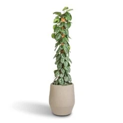 Humus Plant Pot - Concrete -HousePlants Shop Epipremnum Trebie Satin Pothos Trebie Moss Pole 27x160cm Humus Plant Pot Concrete 37x42.5cm 86418696 434b 4f12 b4bd d1db9ee20e16
