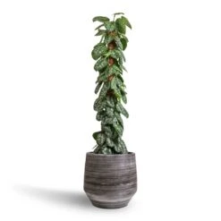 Epipremnum Trebie - Satin Pothos Trebie - Moss Pole -HousePlants Shop Epipremnum Trebie Satin Pothos Trebie Moss Pole 27x160cm Norell Plant Pot Latte Brown 42x38cm 06ce01a6 280f 4e6d 9da2 5512c1d03d75