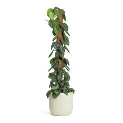 Epipremnum Trebie - Satin Pothos Trebie - Moss Pole -HousePlants Shop Epipremnum Trebie Satin Pothos Trebie Moss Pole Ease Cylinder Planter Creme 48a09f5a 8841 4b73 9a06 ad634a614d68