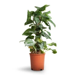 Epipremnum Trebie - Satin Pothos Trebie - Moss Pole -HousePlants Shop Epipremnum Trebie Satin Pothos Trebie Moss Pole b10c115e 5acc 4977 9df7 101490acb0c9
