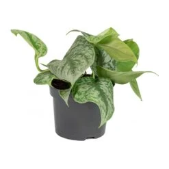 Epipremnum Trebie - Satin Pothos Trebie 22 Epipremnum Trebie - Satin Pothos Trebie -HousePlants Shop Epipremnum Trebie Satin Pothos Trebie Small