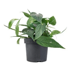 Epipremnum Pinnatum - Cebu Blue Pothos 11 Epipremnum Pinnatum - Cebu Blue Pothos -HousePlants Shop Epipremnum aureum Cebu Blue Pothos 12x20cm