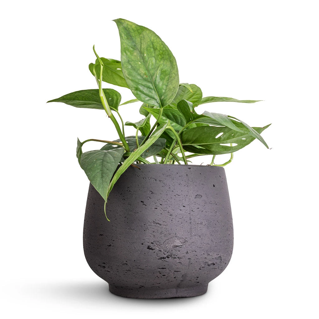 Mini Pixie Plant Pot - Black Washed 4 Mini Pixie Plant Pot - Black Washed - Image 2
