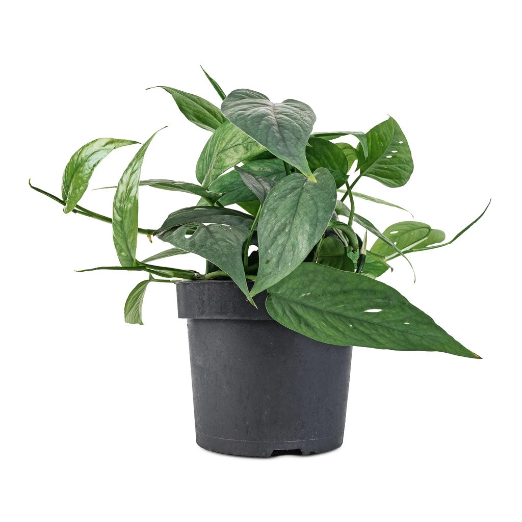 Epipremnum Pinnatum - Cebu Blue Pothos 5 Epipremnum Pinnatum - Cebu Blue Pothos - Image 3