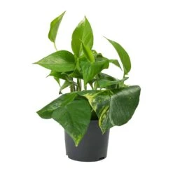 Epipremnum Aureum - Golden Pothos 25 Epipremnum Aureum - Golden Pothos -HousePlants Shop Epipremnum aureum Golden Pothos 12cm 2a55aa35 be0e 4a99 ae74 1af73ceac833
