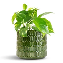 Epipremnum Aureum - Golden Pothos 24 Epipremnum Aureum - Golden Pothos -HousePlants Shop Epipremnum aureum Golden Pothos 12x25cm Flor Plant Pot Green 17x15cm