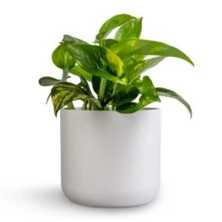 Epipremnum Aureum - Golden Pothos 40 Epipremnum Aureum - Golden Pothos -HousePlants Shop Epipremnum aureum Golden Pothos 12x25cm Lisbon Plant Pot White 6bebc7c3 1cc8 4e4a bf30 0863a2d73277