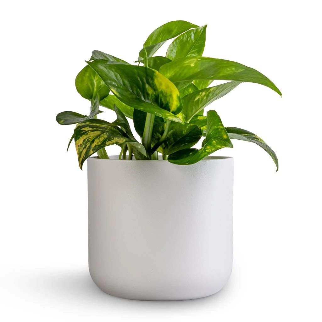 Epipremnum Aureum - Golden Pothos 21 Epipremnum Aureum - Golden Pothos - Image 19
