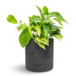 Epipremnum Aureum - Golden Pothos 37 Epipremnum Aureum - Golden Pothos -HousePlants Shop Epipremnum aureum Golden Pothos 12x25cm Puk Plant Pot Black Washed 15x15cm 6fa27530 3a0b 4924 8dd7 32bf7bdec574