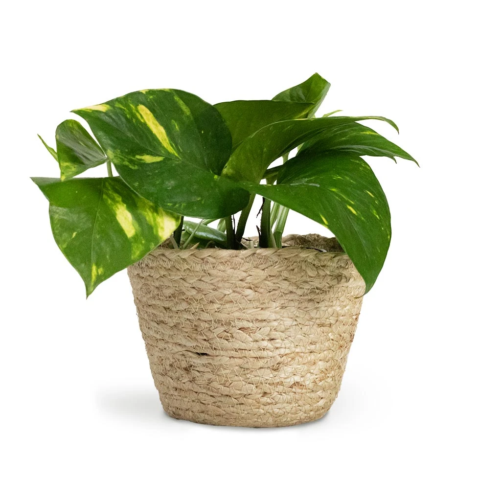 Epipremnum Aureum - Golden Pothos 19 Epipremnum Aureum - Golden Pothos - Image 17