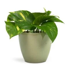 Epipremnum Aureum - Golden Pothos 36 Epipremnum Aureum - Golden Pothos -HousePlants Shop Epipremnum aureum Golden Pothos 12x25cm Sven Plant Pot Mint 15x12cm