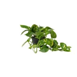 Epipremnum Aureum - Golden Pothos 29 Epipremnum Aureum - Golden Pothos -HousePlants Shop Epipremnum aureum Golden Pothos 15x30cm
