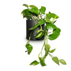 Puk Natural Planter - Matt Black -HousePlants Shop Epipremnum aureum Golden Pothos 15x30cm Puk Natural Planter Matt Black 20x20cm