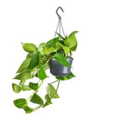 Epipremnum Aureum - Golden Pothos 27 Epipremnum Aureum - Golden Pothos -HousePlants Shop Epipremnum aureum Golden Pothos 15x60cm