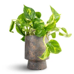 Epipremnum Aureum - Golden Pothos 30 Epipremnum Aureum - Golden Pothos -HousePlants Shop Epipremnum aureum Golden Pothos 15x60cm Aily Plant Pot Earth Cement 19x23cm 2