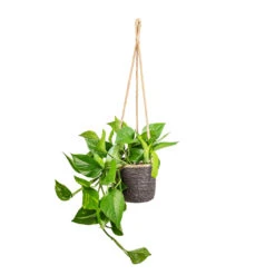 Epipremnum Aureum - Golden Pothos 28 Epipremnum Aureum - Golden Pothos -HousePlants Shop Epipremnum aureum Golden Pothos 15x60cm Igmar Hanging Plant Basket Grey 17x14cm 052e2b39 ddc2 4249 97ed f51a75a12a45