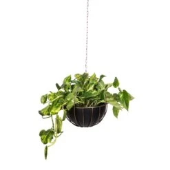 Epipremnum Aureum - Golden Pothos 34 Epipremnum Aureum - Golden Pothos -HousePlants Shop Epipremnum aureum Golden Pothos 20x40cm 10 Kensington Hanging Plant Pot Copper 30x34cm 2 90a8eb34 a604 4adf 876d 722de578e180