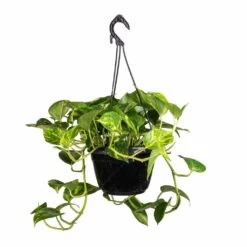 Epipremnum Aureum - Golden Pothos 31 Epipremnum Aureum - Golden Pothos -HousePlants Shop Epipremnum aureum Golden Pothos 20x40cm