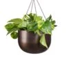 Epipremnum Aureum - Golden Pothos -HousePlants Shop Epipremnum aureum Golden Pothos 20x40cm Mayfair Hanging Plant Pot Mocha 30x21cm 2 3814d976 ffba 408e b690 ffdc49c3a35b