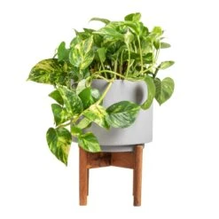 Epipremnum Aureum - Golden Pothos 32 Epipremnum Aureum - Golden Pothos -HousePlants Shop Epipremnum aureum Golden Pothos 20x40cm Vigo Plant Pot with Wooden Stand Concrete Grey 24x33cm 2e74e52b 4d28 4083 b4cf d8db4aefb481