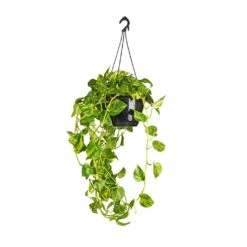 Epipremnum Aureum - Golden Pothos 33 Epipremnum Aureum - Golden Pothos -HousePlants Shop Epipremnum aureum Golden Pothos 25x60cm 2