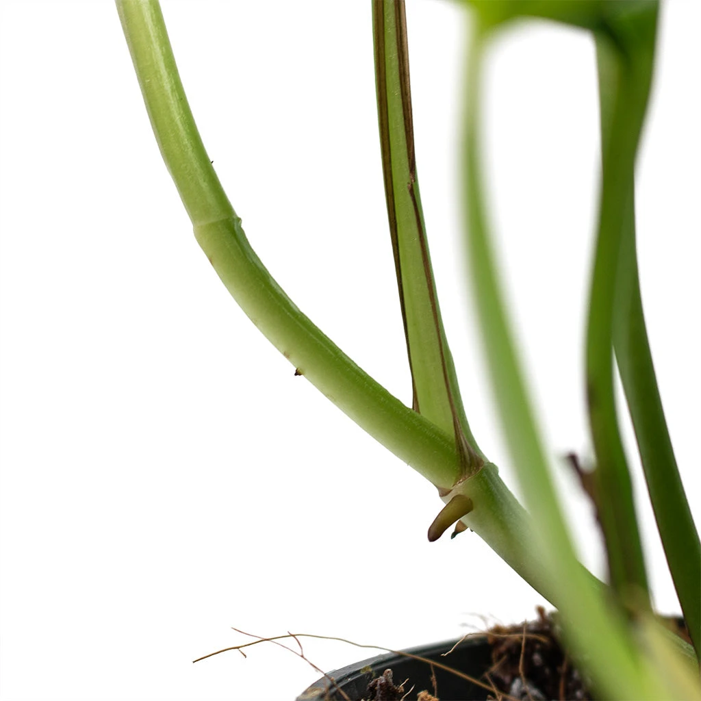 Epipremnum Aureum - Golden Pothos 22 Epipremnum Aureum - Golden Pothos - Image 20