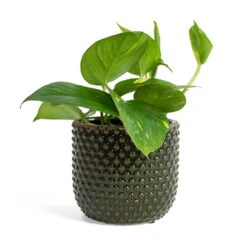 Epipremnum Aureum - Golden Pothos 39 Epipremnum Aureum - Golden Pothos -HousePlants Shop Epipremnum aureum Golden Pothos Bolino Plant Pot Green c6410fef c168 40bd acd7 2b80ed5cdba0