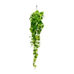 Epipremnum Aureum - Golden Pothos 35 Epipremnum Aureum - Golden Pothos -HousePlants Shop Epipremnum aureum Golden Pothos Long Trails