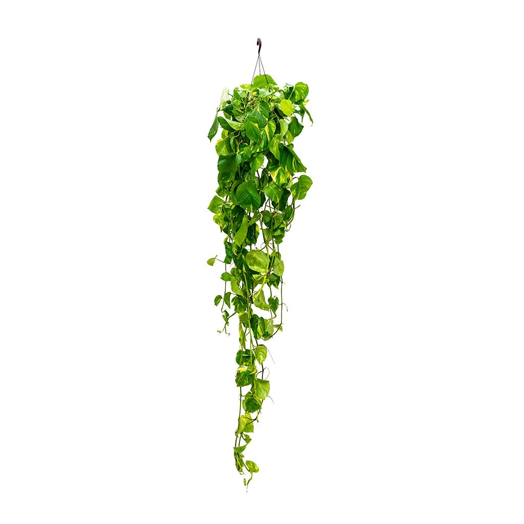 Epipremnum Aureum - Golden Pothos 16 Epipremnum Aureum - Golden Pothos - Image 14