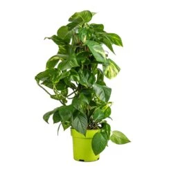 Epipremnum Aureum - Golden Pothos - Moss Pole -HousePlants Shop Epipremnum aureum Golden Pothos Moss Pole 17x60cm