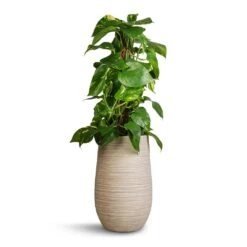 Dune Partner Planter - Oat -HousePlants Shop Epipremnum aureum Golden Pothos Moss Pole 17x60cm Dune Partner Planter Oat 25x40cm 54906bad 14c3 41ce a26c e13d5fc725b9