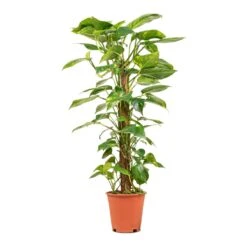 Epipremnum Aureum - Golden Pothos - Moss Pole -HousePlants Shop Epipremnum aureum Golden Pothos Moss Pole 19x90cm