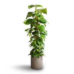 Max Refined Planter - Clouded Grey -HousePlants Shop Epipremnum aureum Golden Pothos Moss Pole 24x120cm Max Refined Planter Clouded Grey 29x29.5cm f21335a2 694a 468c 996a db45501a5296