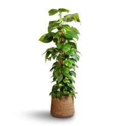 Patt Plant Pot - Straw Grass -HousePlants Shop Epipremnum aureum Golden Pothos Moss Pole 24x120cm Patt Plant Pot Straw Grass 35x30cm edc1b824 4d79 4e81 ab4c 7b85037d384f