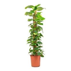 Epipremnum Aureum - Golden Pothos - Moss Pole -HousePlants Shop Epipremnum aureum Golden Pothos Moss Pole 24x130cm