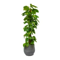 Esra Plant Pot - Mystic Grey 37 Esra Plant Pot - Mystic Grey -HousePlants Shop Epipremnum aureum Golden Pothos Moss Pole Esra Mystic Grey Plant Pot