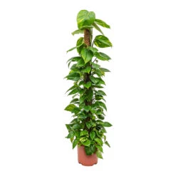 Epipremnum Aureum - Golden Pothos - Moss Pole -HousePlants Shop Epipremnum aureum Golden Pothos Moss Pole Tall