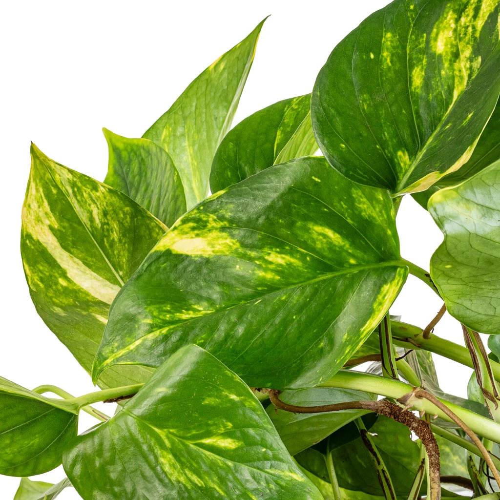 Epipremnum Aureum - Golden Pothos 7 Epipremnum Aureum - Golden Pothos - Image 5