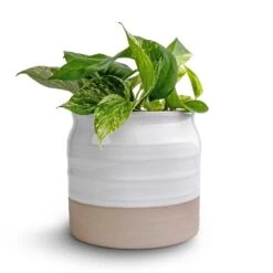 Epipremnum Aureum - Marble Queen Pothos -HousePlants Shop Epipremnum aureum Marble Queen Pothos 12x20 Puro Ripple Plant Pot White 17x16cm2 94f2cdcb a0cc 49bd 9073 03f7f3dba1d7